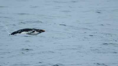A mother penguin runs the gauntlet - Our Great National Parks