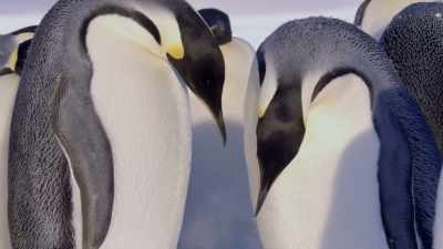 A mother's first sight
of her young chick. - Dynasties