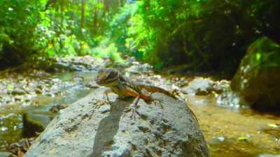 A motmot with a
taste for lizards. - The Secret Lives of Animals