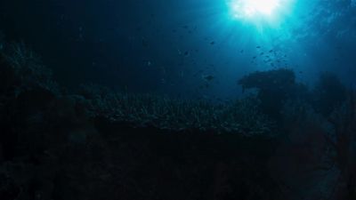 A multitude of interconnected individuals - A World of Calm