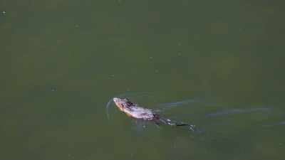 A musk rat may not
taste as good as a duck, - Yellowstone: One-Fifty