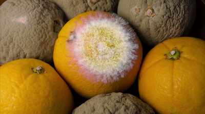 A mycelium can
theoretically live forever - Fantastic Fungi
