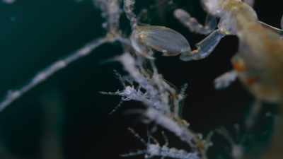 A new mother - Frozen Planet II