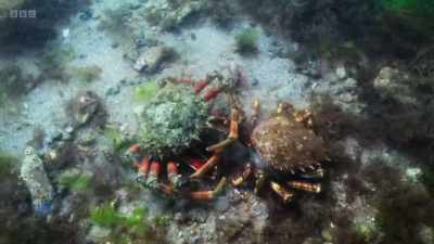 A new shell is expandable, - Wild Isles