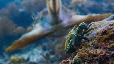 A new target,
but the same mesmerising technique. - Blue Planet II