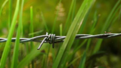A newly-hatched praying mantis. - Tiny World