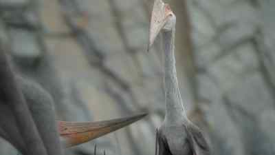 A nine-foot-tall predator
that stalks through these colonies, - Prehistoric Planet