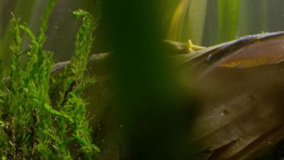 A northern pike... - Tiny World