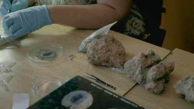 A pachycephalosaur was found, - Prehistoric Planet