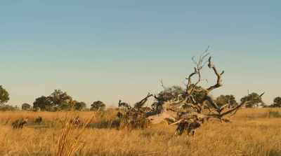 A pack
of painted wolves, 24 strong. - Surviving Paradise: A Family Tale