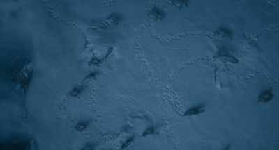 A pack of starving wolves - Mufasa: The Lion King