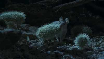 A pack rat. She knows how to deal
with a cholla. - The Green Planet