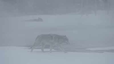 A pack this size never rests. - Epic Yellowstone
