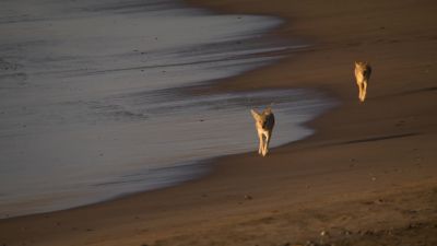 A pair of black-backed jackals. - Earth at Night in Color