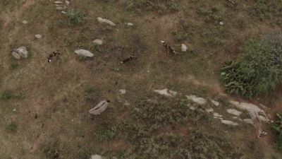 A pair of oryx... - Chasing the Rains