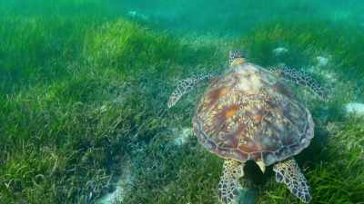 A patch of sea grass - Blue Planet II