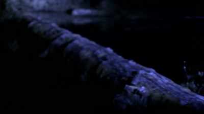  A pattern seems
 to be emerging
 with these whistle calls. - Expedition Bigfoot