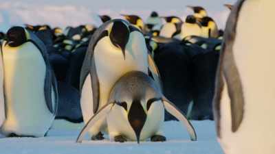 A penguin is beautifully
designed for many things. - Dynasties