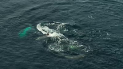 A penguin can outmaneuver a single killer whale, - Our Planet