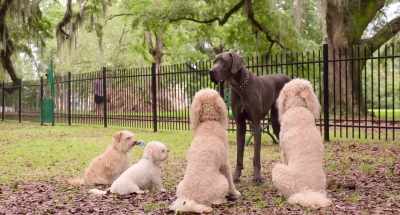 A perfect body with smoldering eyes, - Think Like a Dog