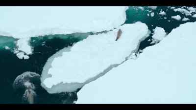 A piece of ice, jammed between two others,
protects him from their attack. - Our Oceans
