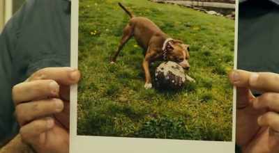 A pit bull chewing a ball to pieces - Ex Libris: The New York Public Library
