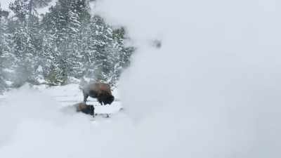 A place where the heat
from yellowstone's core - Epic Yellowstone