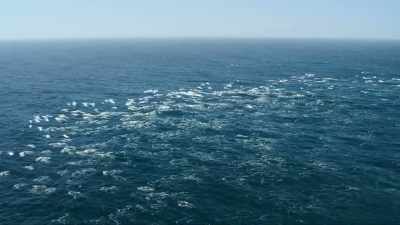 A pod of a thousand dolphins - Our Great National Parks