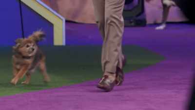 ...a Pomchi, - 2022 American Rescue Dog Show