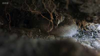 A puffling, only two weeks old. - Wild Isles