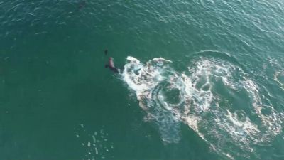 A pup can outmaneuver a shark, - Hostile Planet