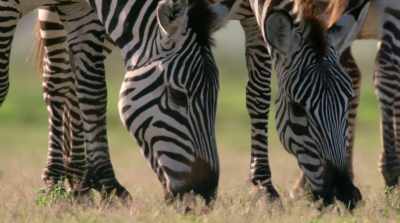 A quarter of a million zebra. - David Attenborough: A Life on Our Planet
