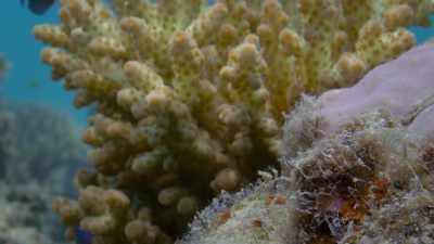 A quick change back to brown
and its deception is over... - Attenborough's Life in Colour
