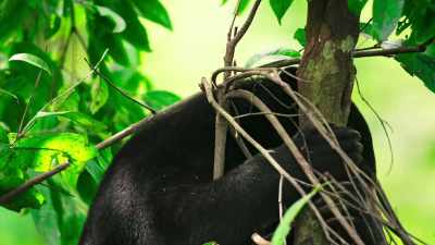A rarely observed behavior
that requires some lateral thinking. - The Secret Lives of Animals