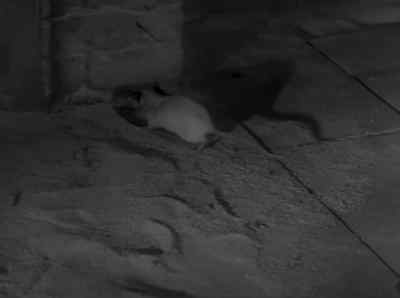 A rat. - Alfred Hitchcock Presents
