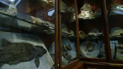 A rather unusual fossil in
Chris's collection - Attenborough and the Sea Dragon