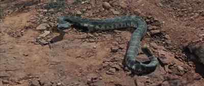 A rattlesnake! - The Last Wagon
