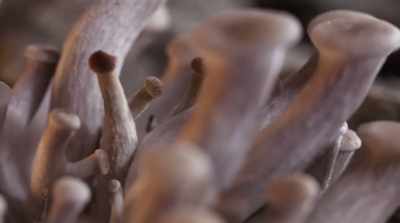 A really important difference
between plants and fungi - Fantastic Fungi