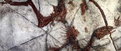 ... as a record of life is partially correct ... - Is Genesis History?