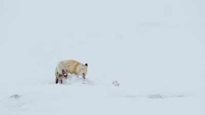 A red fox is last to the scene. - Epic Yellowstone