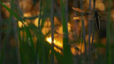 A reed-bed in Somerset, - Wild Isles