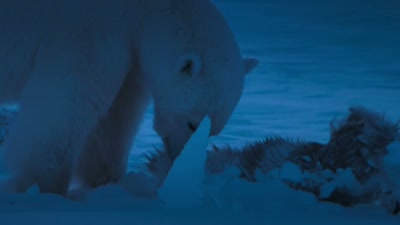 'A reindeer
fallen victim to the winter storms - A Year on Planet Earth