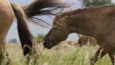 A rival stallion
notices her condition - Wild Isles