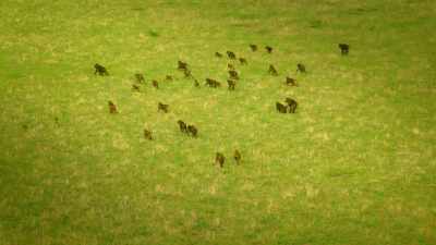 A rival troop, also displaced since
the fire, wants the same land. - Serengeti