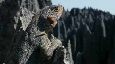 A rock iguana, - Our Great National Parks