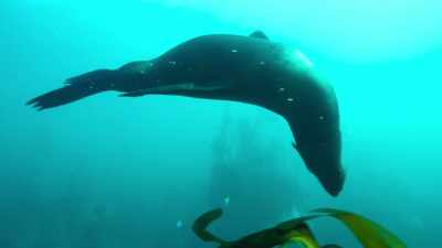 A rogue Cape fur seal
has terrorized the colony all summer. - Penguin Town