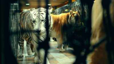 A royal white Bengal tiger,
snow white tiger. - Trafficked with Mariana van Zeller