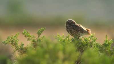 A safe environment
for their growing owlets... - Super/Natural