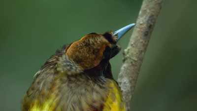 A sapling in the centre will serve
as his dancing pole. - Attenborough's Life in Colour