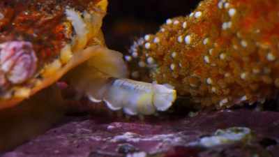 A scale worm with a nasty nip. - Blue Planet II
